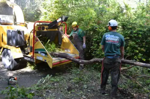 tree services Loghill Village